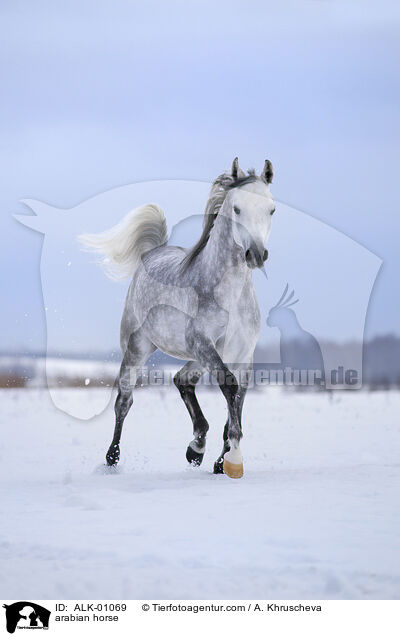 arabian horse / ALK-01069
