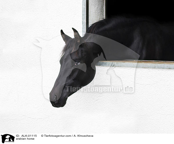 arabian horse / ALK-01115