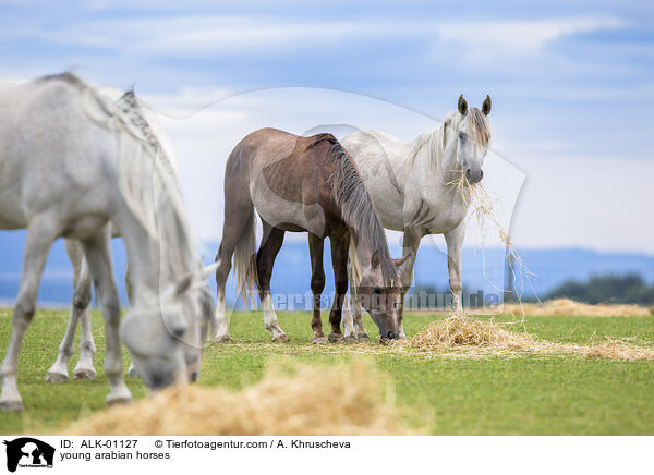 young arabian horses / ALK-01127