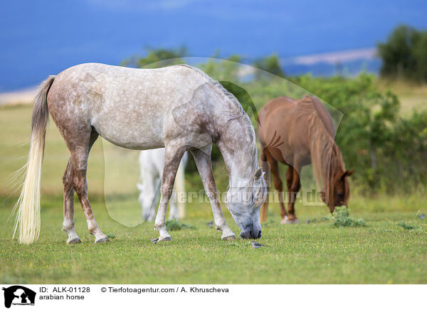 arabian horse / ALK-01128