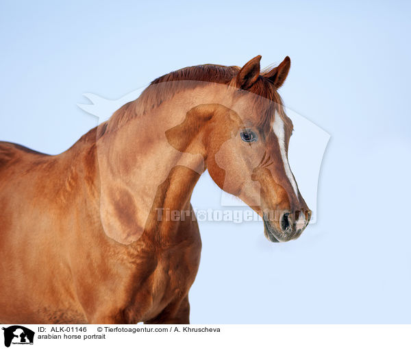 arabian horse portrait / ALK-01146