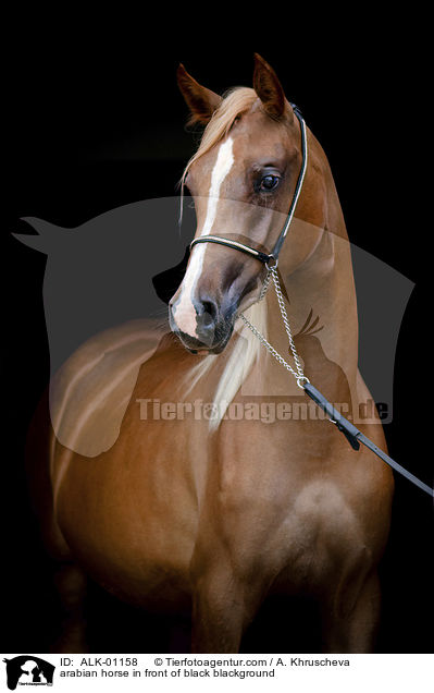 arabian horse in front of black blackground / ALK-01158