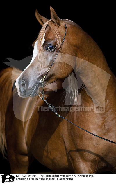 arabian horse in front of black blackground / ALK-01161
