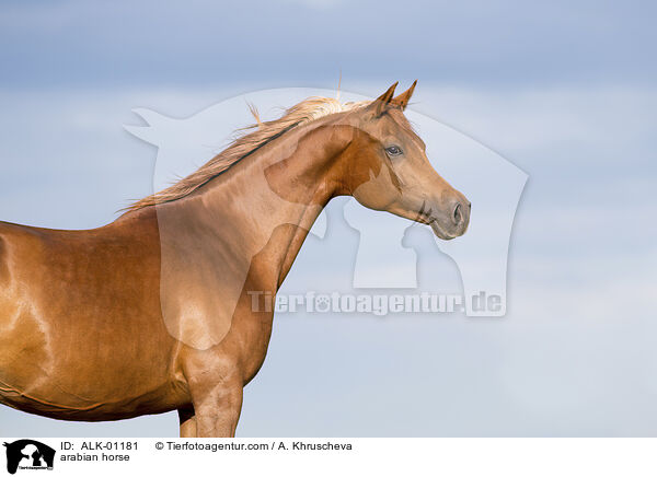 Araber / arabian horse / ALK-01181