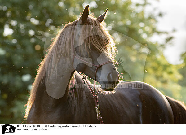 arabian horse portrait / EHO-01618