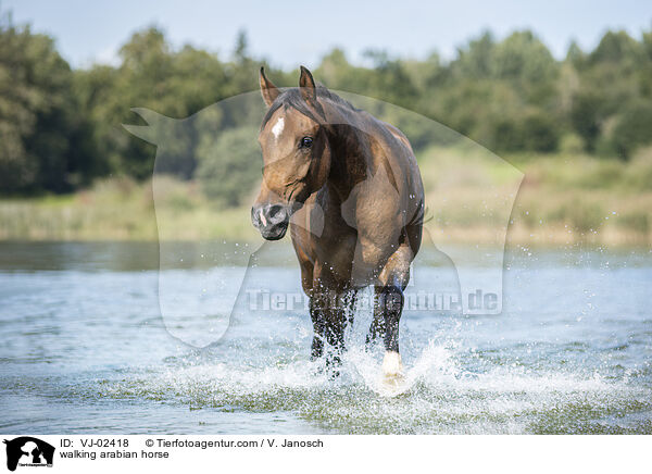 walking arabian horse / VJ-02418