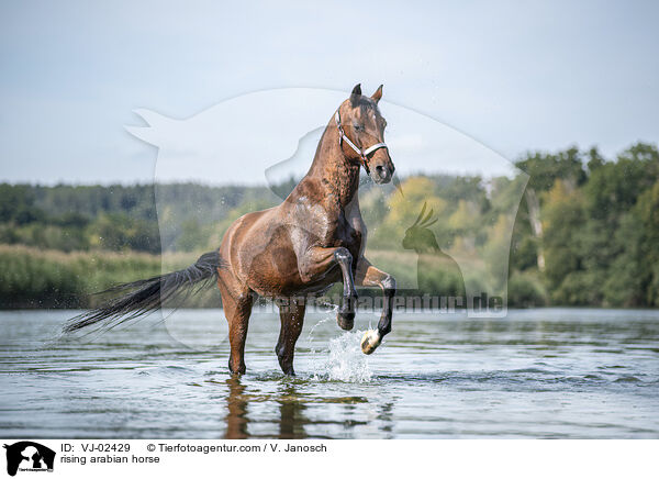 rising arabian horse / VJ-02429