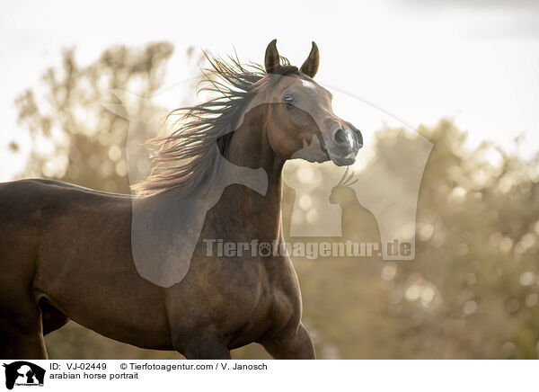 arabian horse portrait / VJ-02449