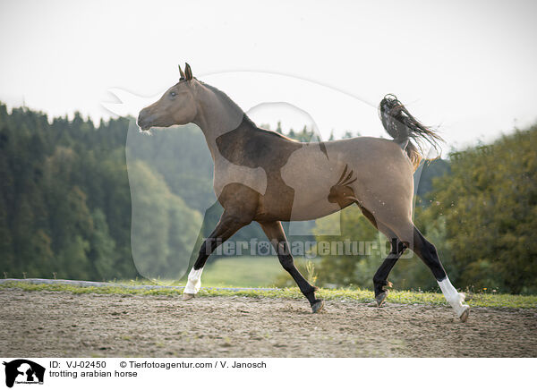 trotting arabian horse / VJ-02450