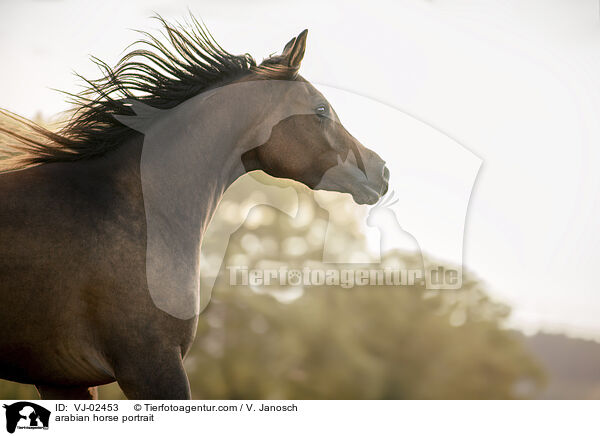 arabian horse portrait / VJ-02453