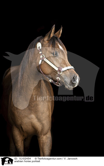 arabian horse portrait / VJ-02454