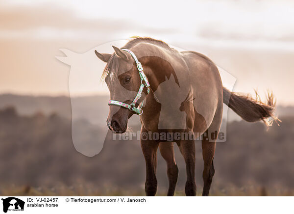 arabian horse / VJ-02457