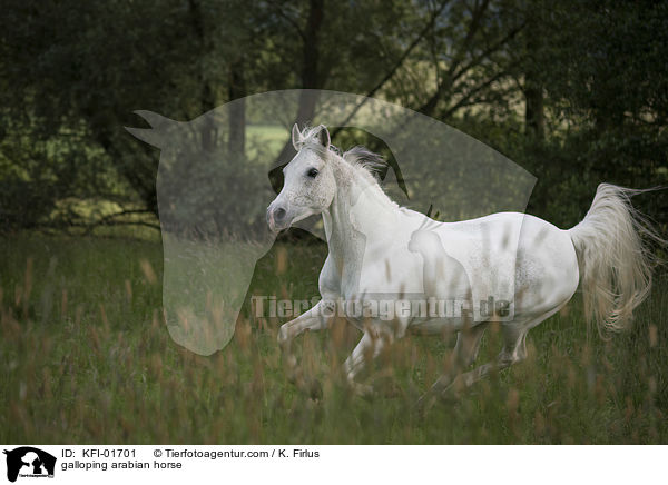 galloping arabian horse / KFI-01701