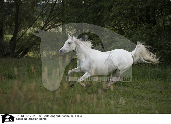 galloping arabian horse / KFI-01702