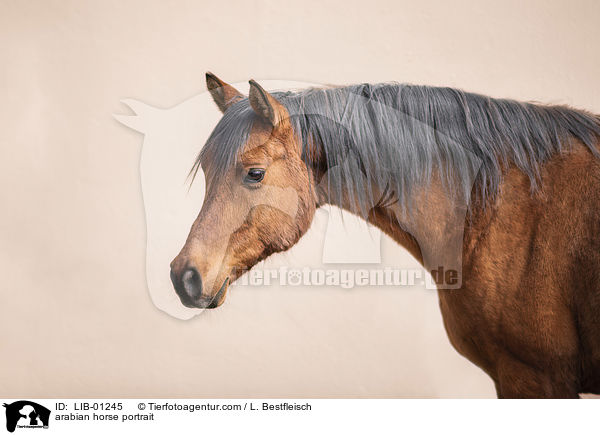 arabian horse portrait / LIB-01245