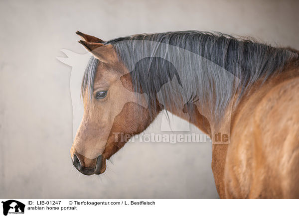 arabian horse portrait / LIB-01247