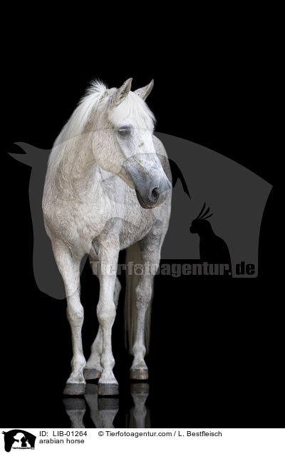 arabian horse / LIB-01264