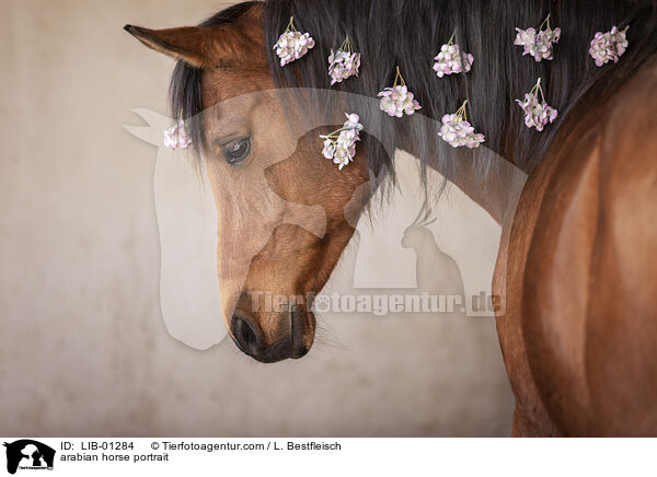 arabian horse portrait / LIB-01284