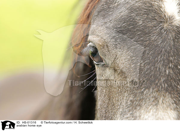 arabian horse eye / HS-01316