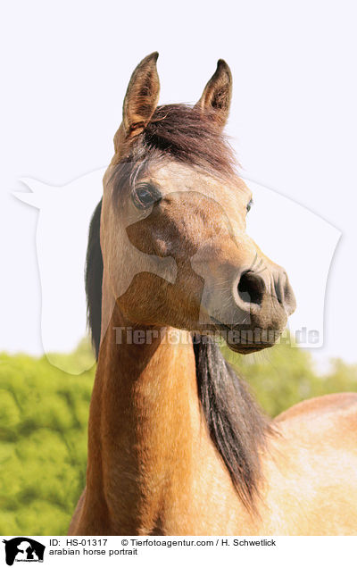 arabian horse portrait / HS-01317
