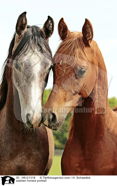 arabian horses portrait / HS-01318