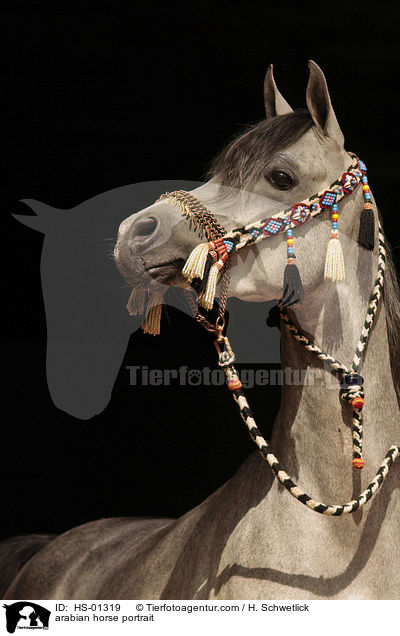 arabian horse portrait / HS-01319