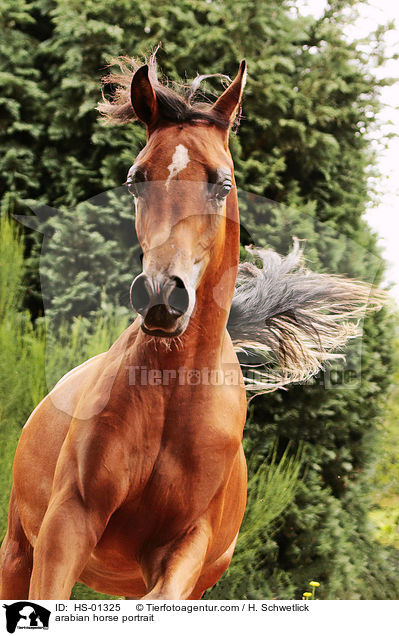 arabian horse portrait / HS-01325