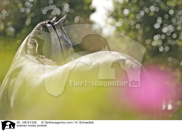 Araber Portrait / arabian horse portrait / HS-01326