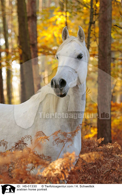 arabian horse portrait / HS-01330