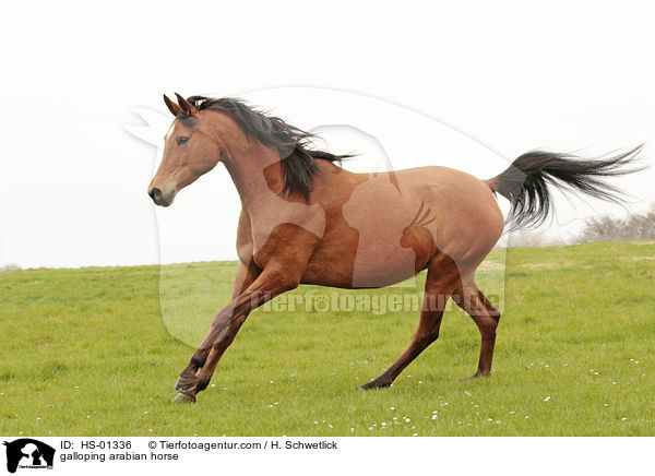 galoppierender Araber / galloping arabian horse / HS-01336