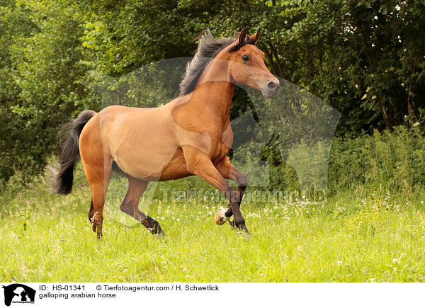 galloping arabian horse / HS-01341