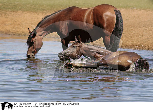 Araber Mutter mit Fohlen / arabian horse mother with foal / HS-01349
