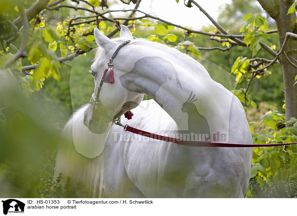 arabian horse portrait / HS-01353