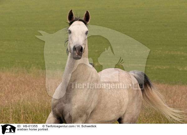 arabian horse portrait / HS-01355