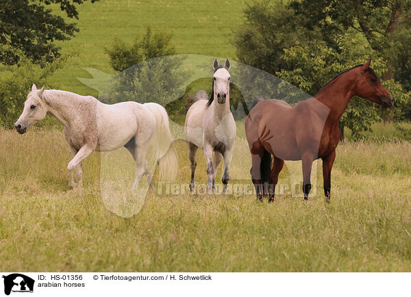 arabian horses / HS-01356