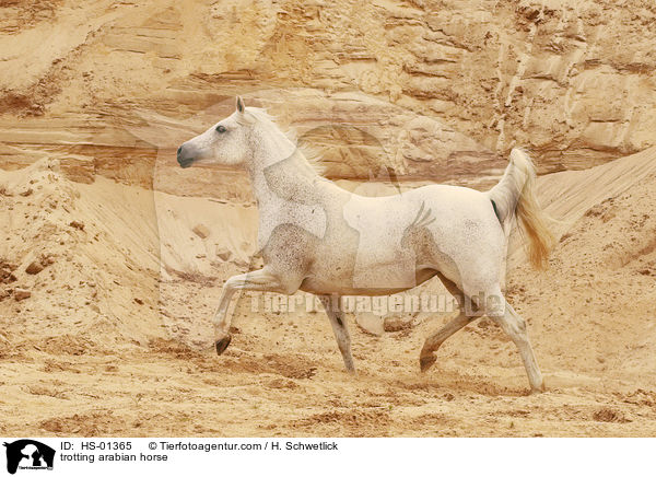 trotting arabian horse / HS-01365