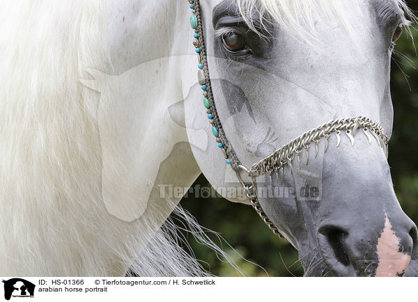 arabian horse portrait / HS-01366