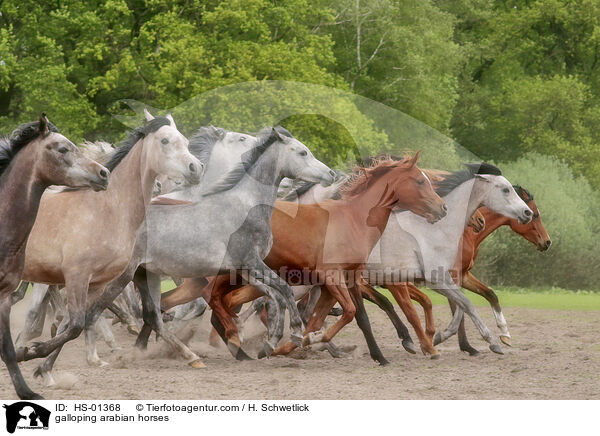 galloping arabian horses / HS-01368