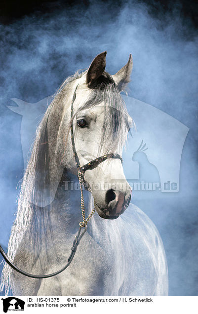 arabian horse portrait / HS-01375