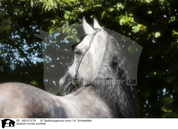 arabian horse portrait / HS-01379