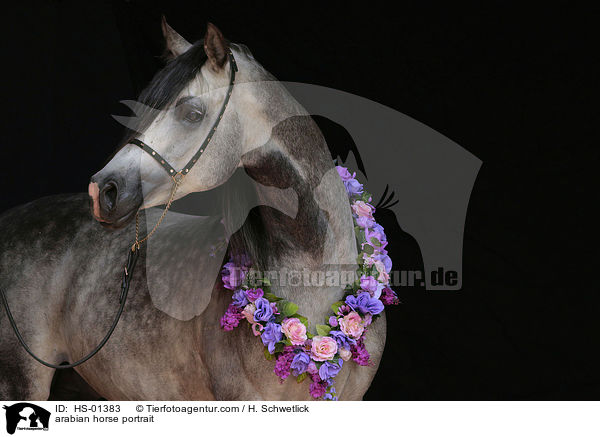 arabian horse portrait / HS-01383