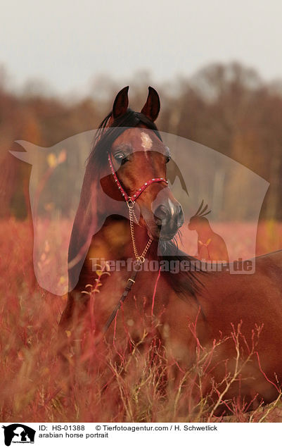 arabian horse portrait / HS-01388