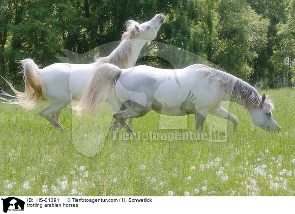 trotting arabian horses / HS-01391
