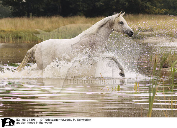 arabian horse in the water / HS-01396