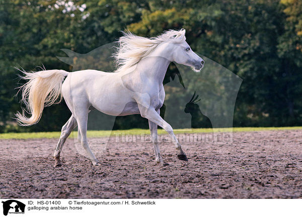galloping arabian horse / HS-01400