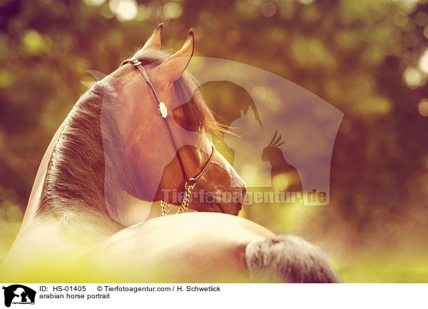 arabian horse portrait / HS-01405