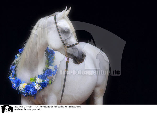 arabian horse portrait / HS-01409