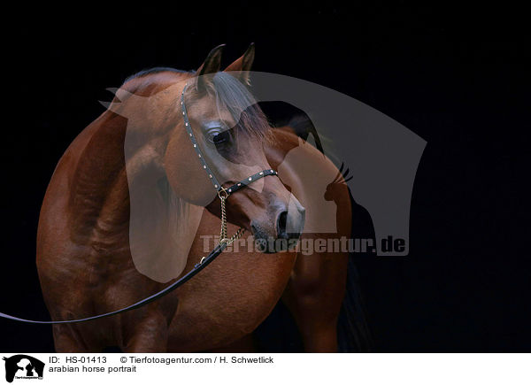 arabian horse portrait / HS-01413