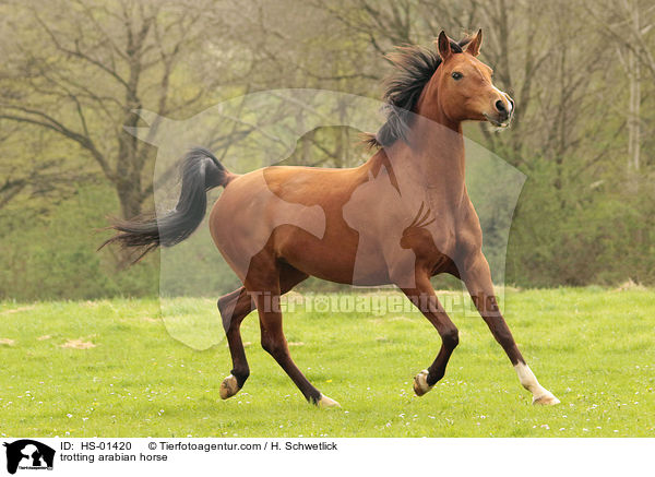 trotting arabian horse / HS-01420