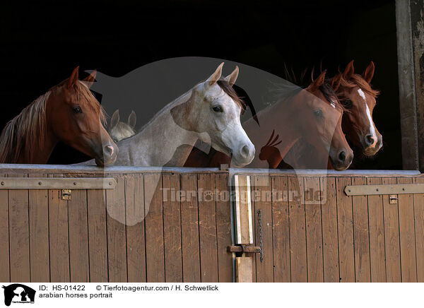arabian horses portrait / HS-01422